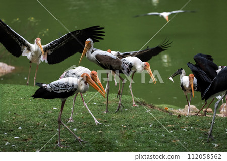 The Painted Stork bird (Mycteria leucocephala) in garden 112058562