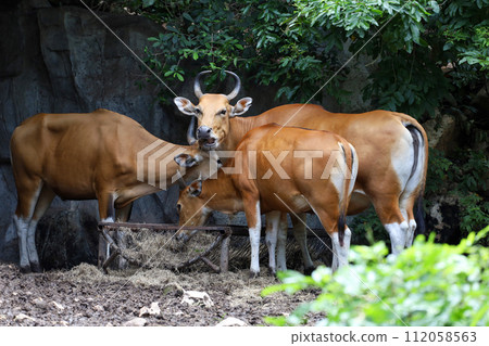 The big red cow in nature garden 112058563