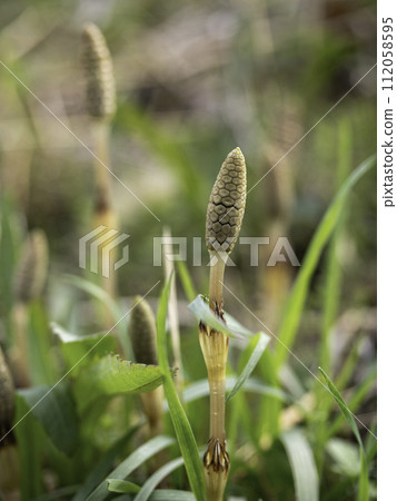 春天領域刷子 春天領域刷子 112058595
