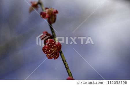 藍天和紅色李子 藍天和紅色李子 112058596