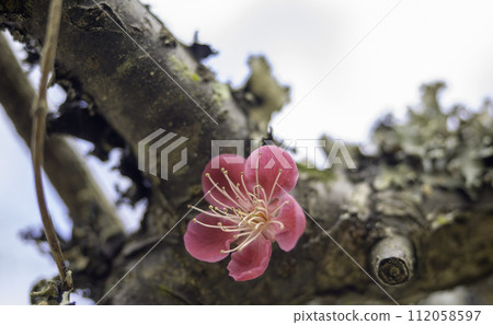樹幹上盛開的紅梅花 112058597