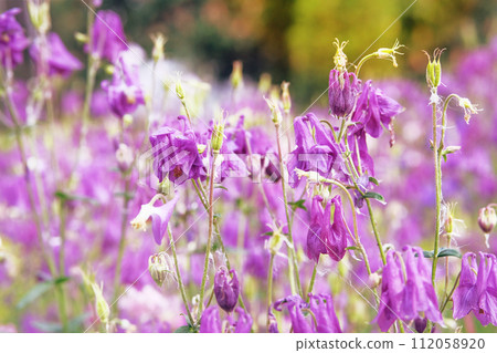 Aquilegia vulgaris flowers blooming with light bright petals. Spring blurred background of nature. Low mountain range. 112058920