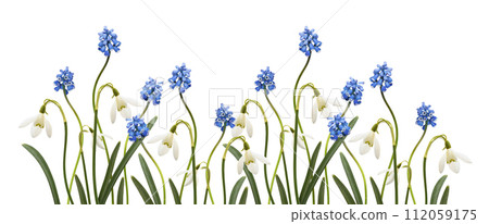 Small blue flowers of muscari  and snowdrops in a spring floral border isolated on white 112059175
