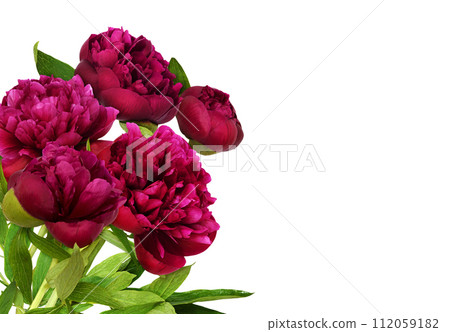 Red peony flowers with green leaves in a floral corner arrangement isolated on white background 112059182