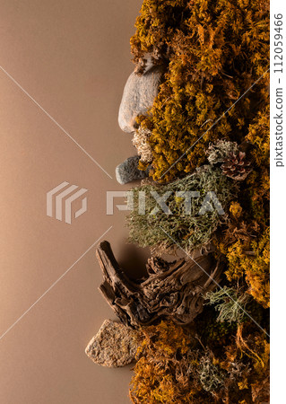 Abstract north nature scene with a composition of lichen, moss, and old snags on a beige background. Abstract north nature scene with a composition of lichen, moss, and old snags on a beige background. 112059466