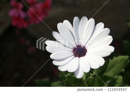 Osteospermum, African White Daisy flower, also known as African Daisy or Daisybush, the garden of the Benedictine Monastery of Zion in Jerusalem, Israel Osteospermum, African White Daisy flower, also known as African Daisy or Daisybush, the garden of the Benedictine Monastery of Zion in Jerusalem, Israel 112059567