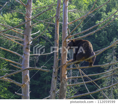 animal, bear, wildlife 112059599