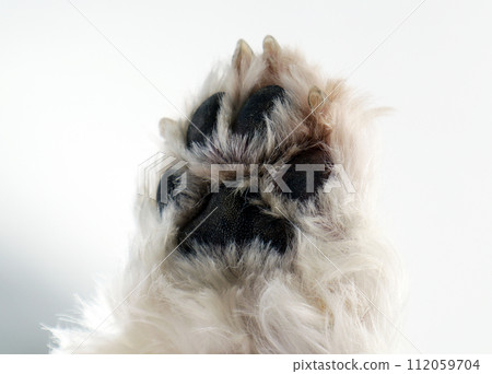 Paw of a white fluffy dog with pads and claws close-up on a white background 112059704