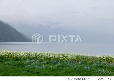 Peaceful Norwegian fjord landscape with white flowers in the foreground and misty mountains beyond Peaceful Norwegian fjord landscape with white flowers in the foreground and misty mountains beyond 112059934
