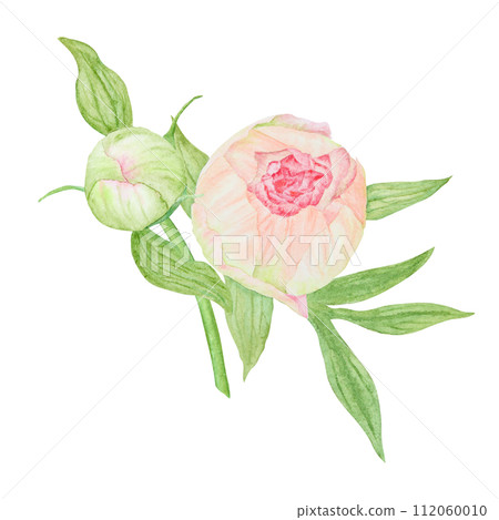 Peach peony bouquet watercolor hand drawn painting. Chinese national symbol illustration. Realistic flower clipart, floral arrangement for card design, wedding invitation, prints, textile, packing 112060010