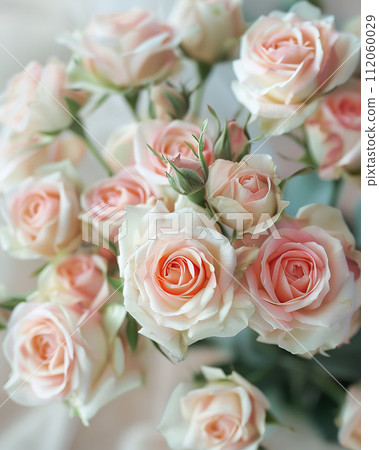 Delicate pink roses blooming on a turquoise background 112060029