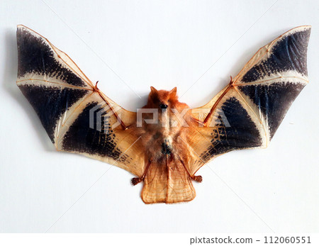 Real stuffed orange bat Kerivoula picta with wings isolated on white close-up, scary animal, halloween, gothic 112060551