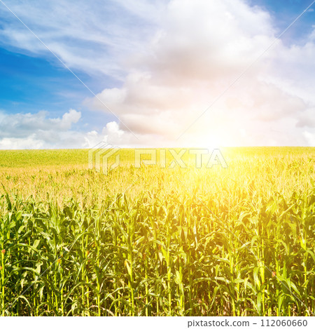 Green corn field and sunrise on a blue sky. Green corn field and sunrise on a blue sky. 112060660