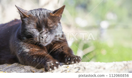 Contented Slumber: Black Cat Basking in the Warmth of the Sun 112060856