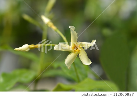Star jasmine Star of Toscana Star jasmine Star of Toscana 112060987