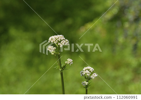 Common valerian Common valerian 112060991