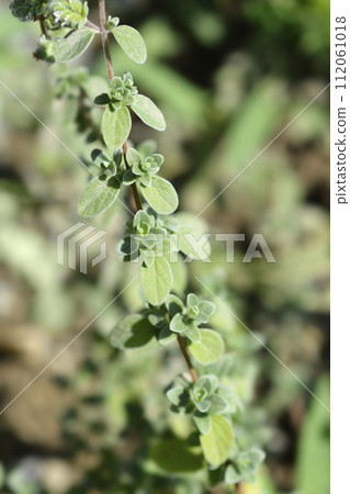 Sweet marjoram 112061018