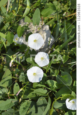 Field bindweed Field bindweed 112061028