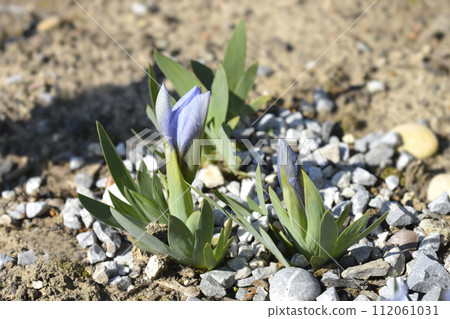 Iris Bonnie Babe 112061031