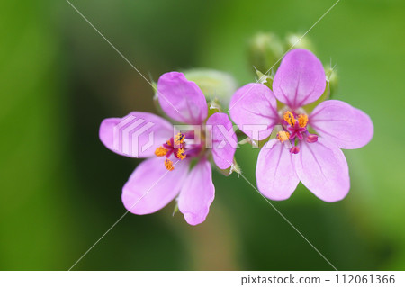 Dutch fuuro flower Dutch fuuro flower 112061366