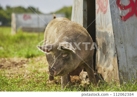 Eco pig farm in the field in Denmark Eco pig farm in the field in Denmark 112062384