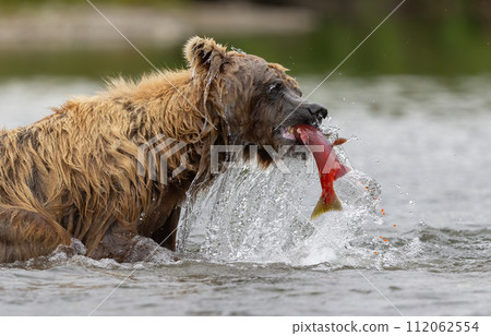 Brown Bear Fishing for Sockeye Salmon in Alaksa  112062554