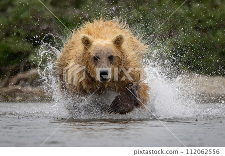 Brown Bear Fishing for Sockeye Salmon in Alaksa Brown Bear Fishing for Sockeye Salmon in Alaksa 112062556