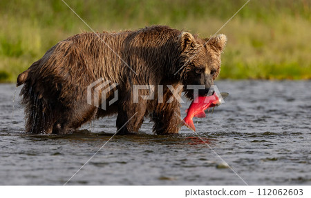 Brown Bear Fishing for Sockeye Salmon in Alaksa  112062603
