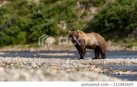 Brown Bear Fishing for Sockeye Salmon in Alaksa  112062605