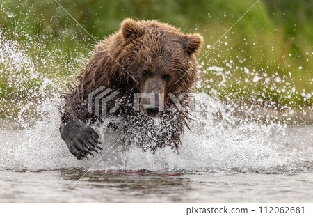 Brown Bear Fishing for Sockeye Salmon in Alaksa  112062681