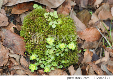 Nekonomesou 花和苔蘚 Nekonomesou 花和苔蘚 112063177