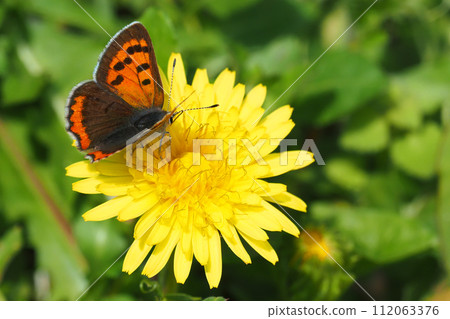 大豆蟬從關東蒲公英花中吸取花蜜 112063376