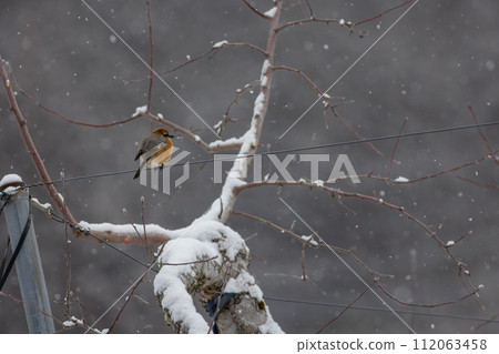 魔族蜷縮在雪地裡 112063458