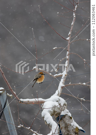 魔族蜷縮在雪地裡 112063461