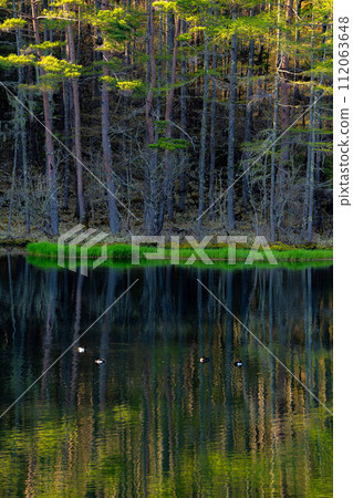 [Fresh green material] Mika Pond in early summer [Nagano Prefecture] 112063648