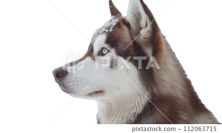 西伯利亞哈士奇圖 西伯利亞哈士奇圖 112063715