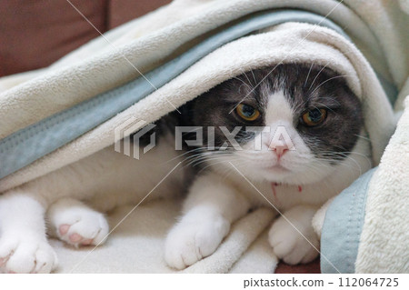 裹著毯子的貓 112064725