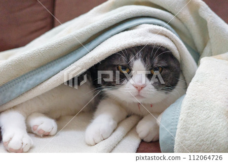 裹著毯子的貓 裹著毯子的貓 112064726