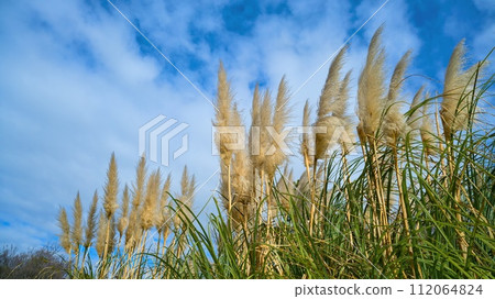 Shiroganeyoshi 112064824