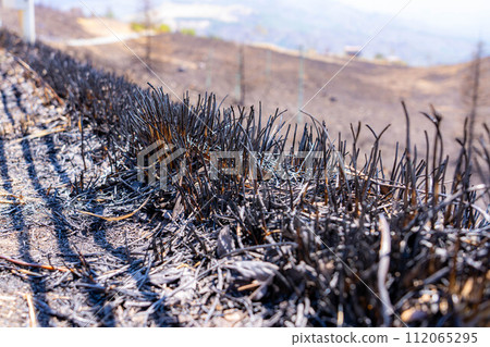 [Disaster image] Remains of wildfire in Kirigamine Highlands [Nagano Prefecture] 112065295