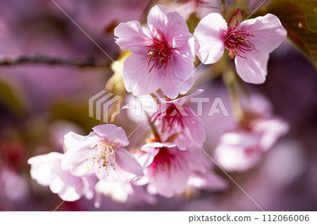 Early blooming Atami cherry blossoms in full bloom Early blooming Atami cherry blossoms in full bloom 112066006