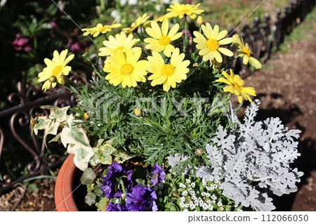 黃色瑪格麗特種植 黃色瑪格麗特種植 112066050