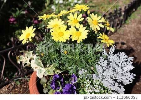 黃色瑪格麗特種植 黃色瑪格麗特種植 112066055