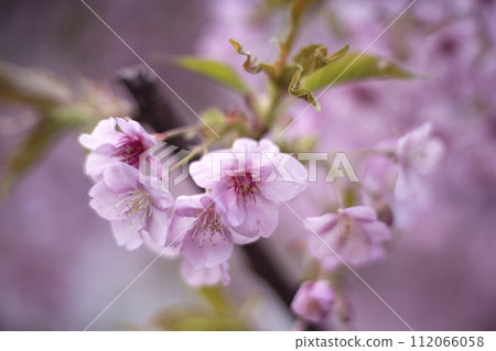 2月中旬熱海櫻花盛開 112066058