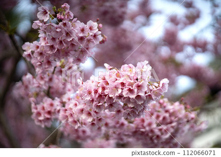 Kawazu cherry tree full bloom 112066071
