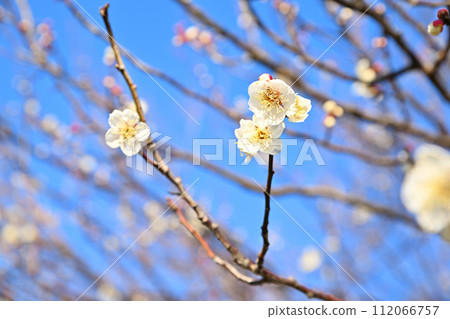 早春到來,白梅花開,季節更替 早春到來,白梅花開,季節更替 112066757
