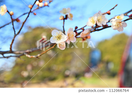 The arrival of early spring, white plum blossoms, the change of seasons The arrival of early spring, white plum blossoms, the change of seasons 112066764