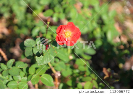 Rose flower Salaband Rose flower Salaband 112066772