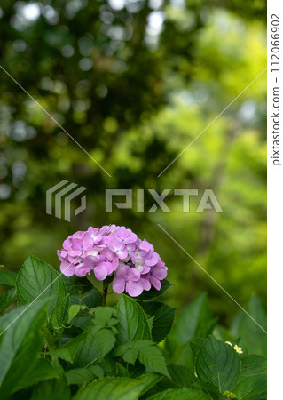 森林裡的繡球花 112066902