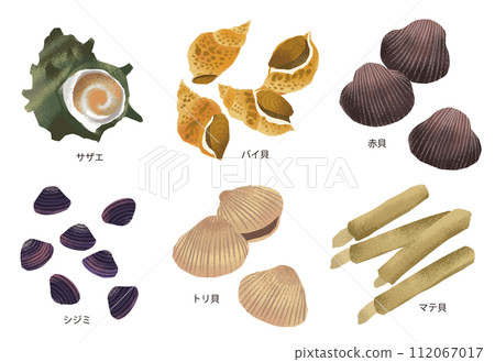 Watercolor style illustration of mate shellfish 2 112067017